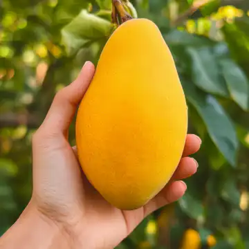 Best Copycat Mango taken with iphone 15 pro max --iw 2 --ar 4:5 --v 6.1 --raw