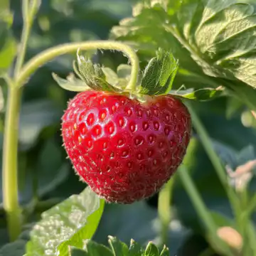 Summer Strawberry taken with iphone 15 pro max --iw 2 --ar 4:5 --v 6.1 --raw