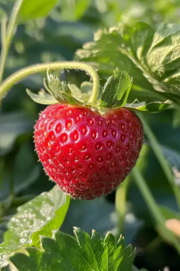 Summer Strawberry taken with iphone 15 pro max --iw 2 --ar 4:5 --v 6.1 --raw